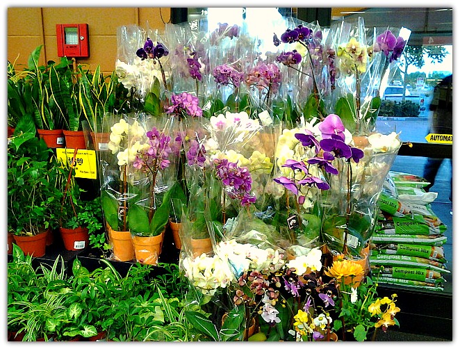 orchids at grocery outlet