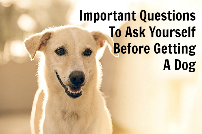 important-questions-to-ask-yourself-before-getting-a-dog